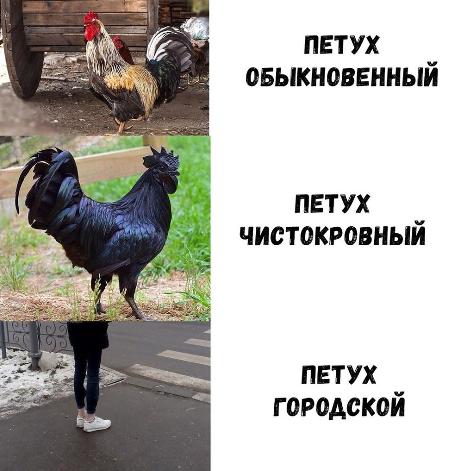 Петухи разных пород