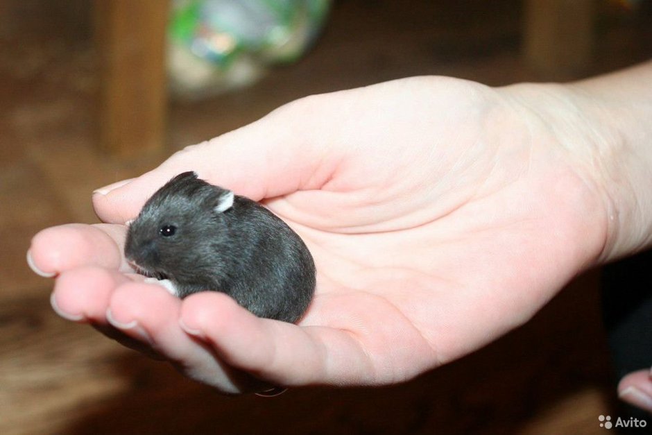 Джунгарский хомяк окрасы черный