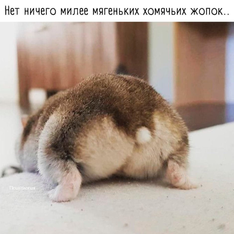 Дикий хомяк карбыш