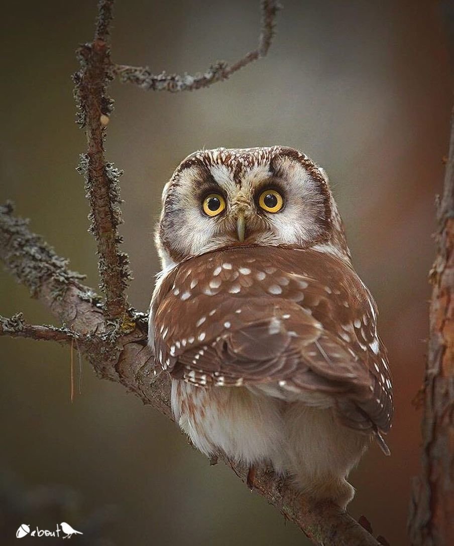 Мокрая Сова