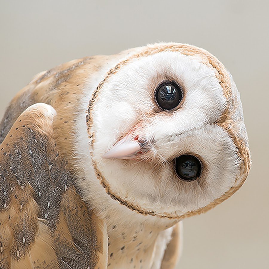 Красивая Сова