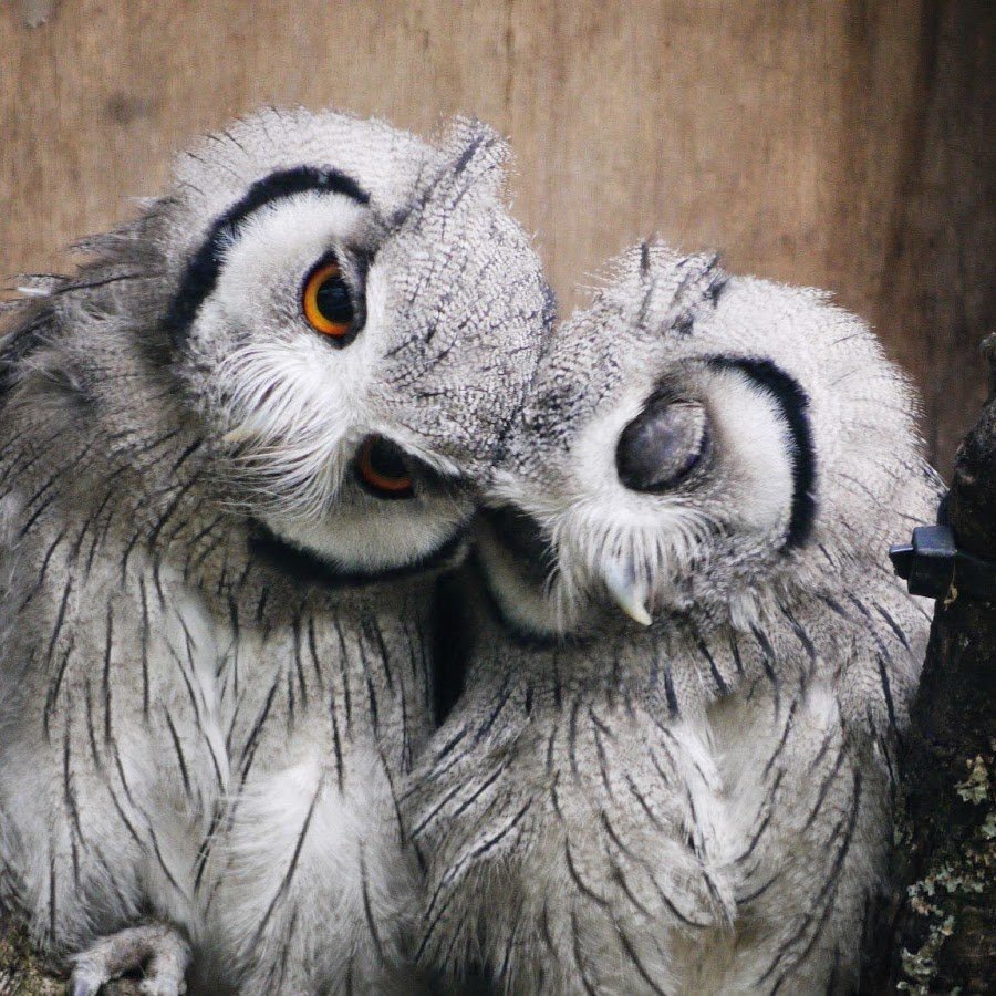 Отряд Совообразные Strigiformes