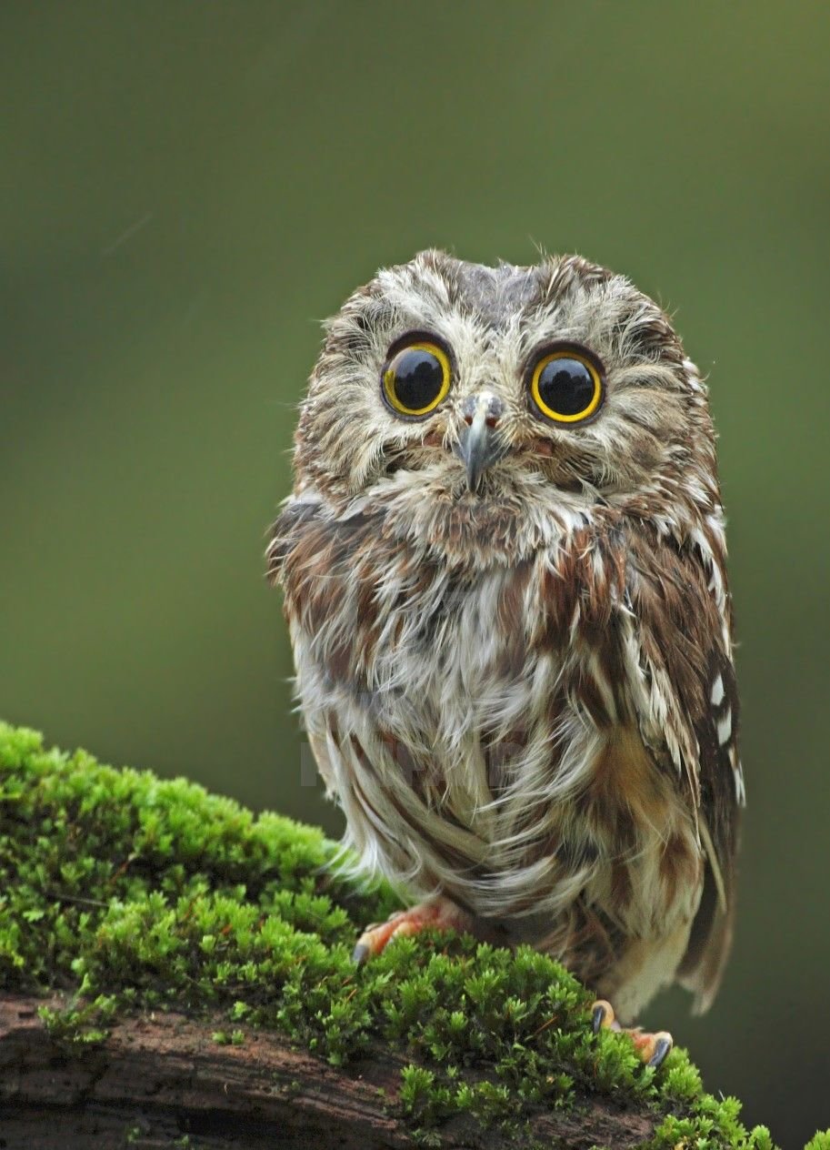 Болотная Сова