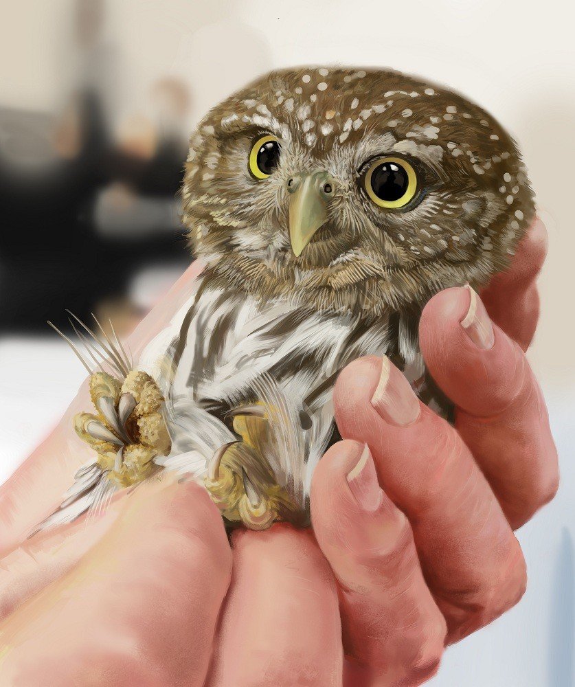 Забавные птицы обои