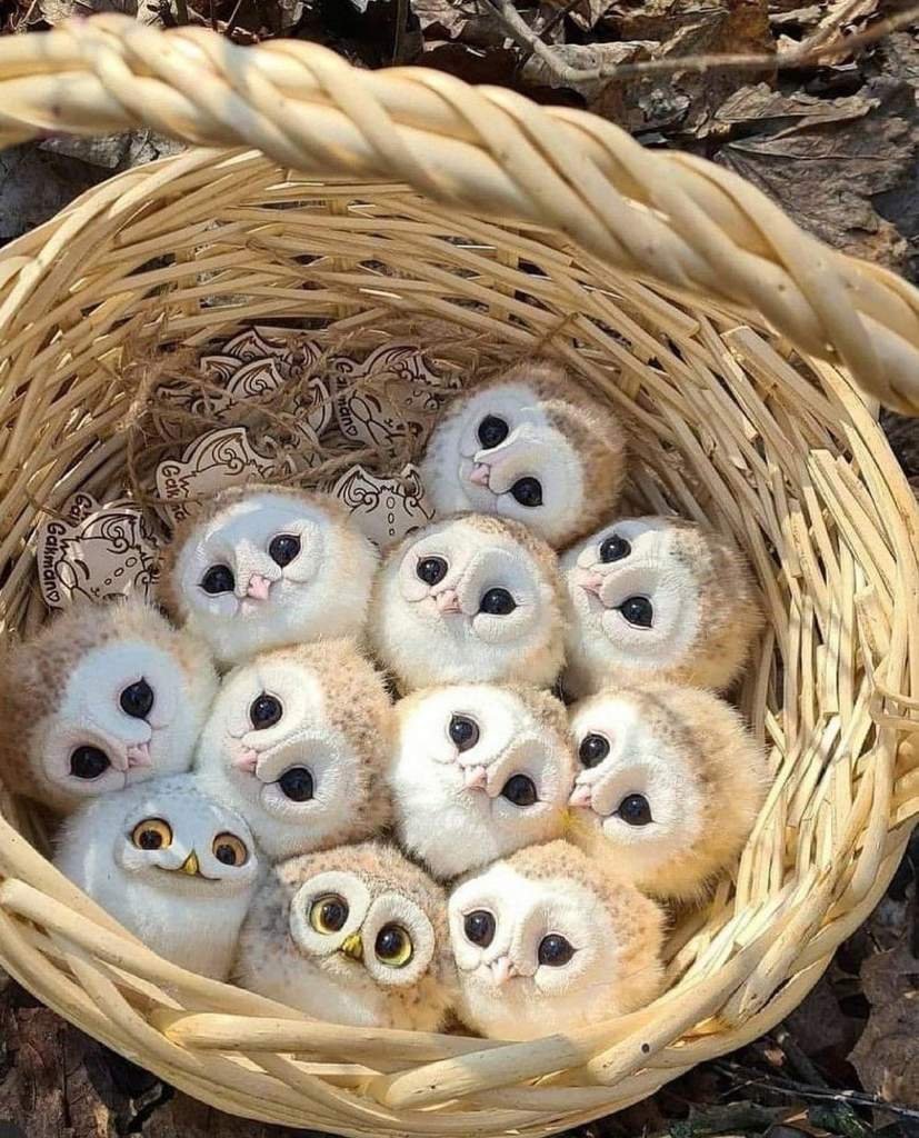 Лесная Сова сипуха