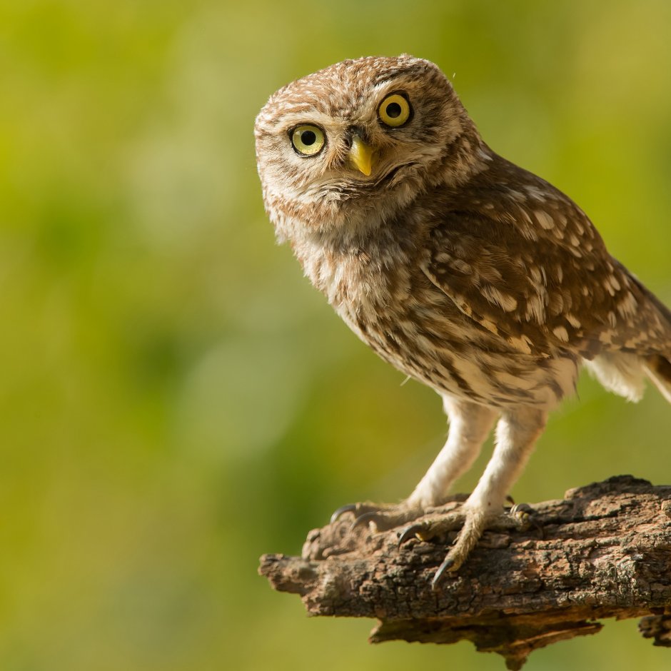 Мохноногий Сыч