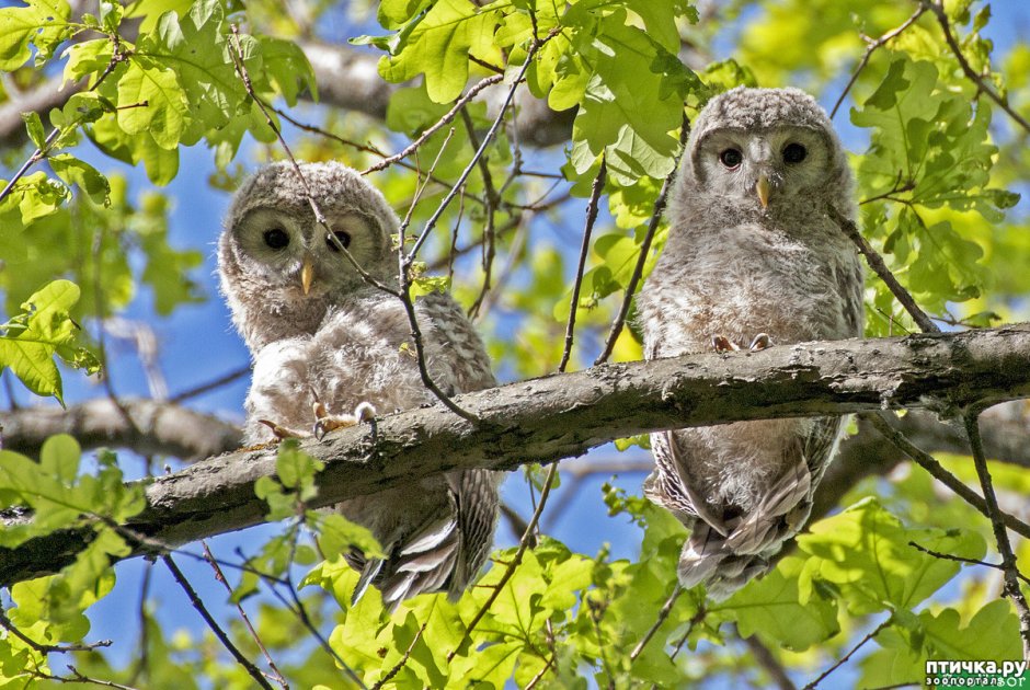 Серая неясыть слеток