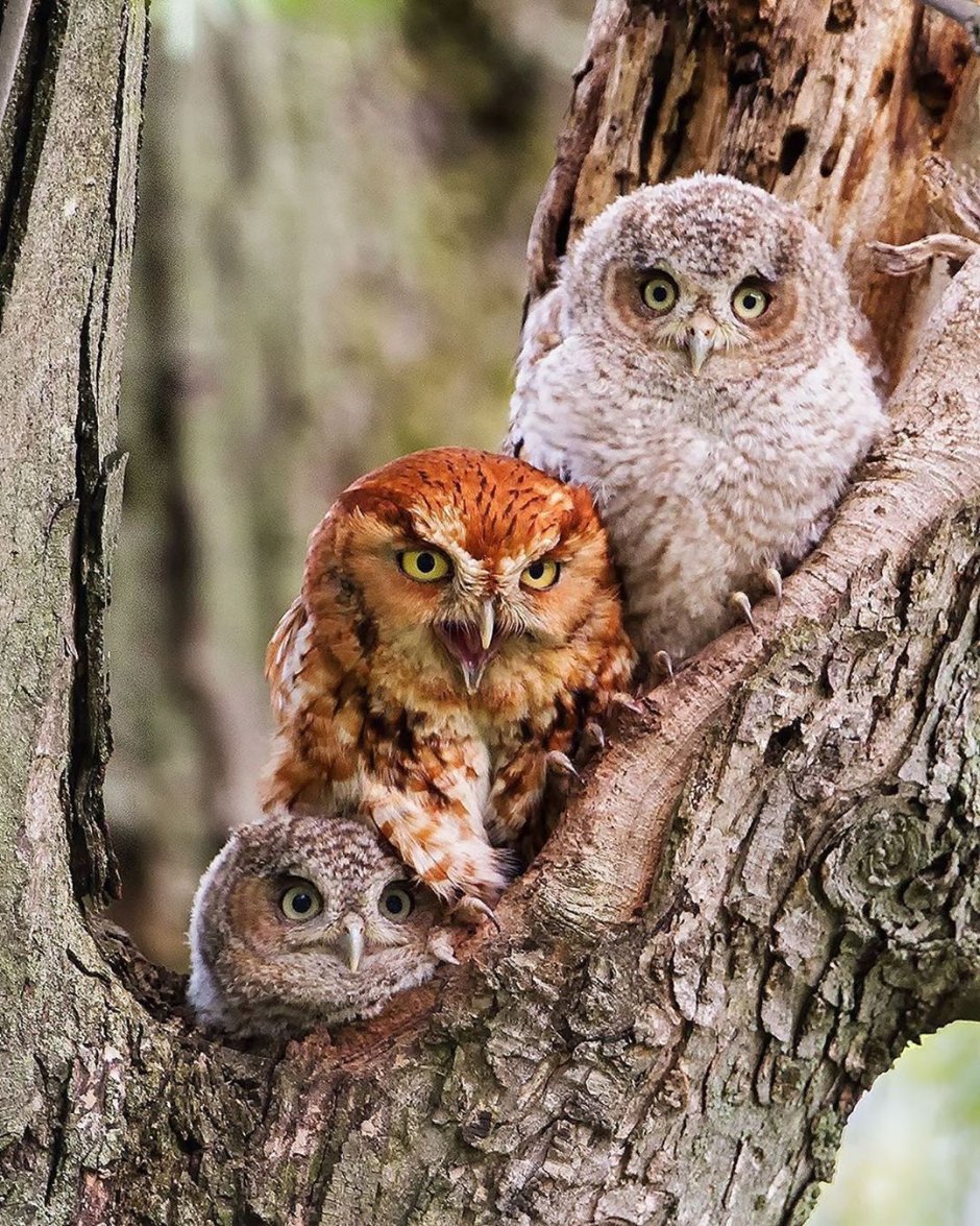 Филин и Сова фото вместе