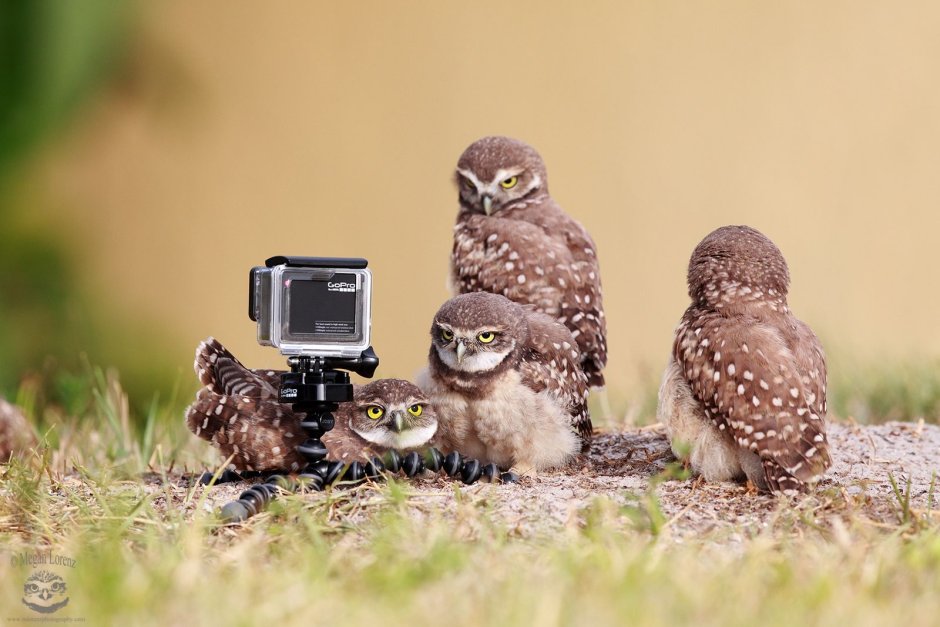Браминский Сыч