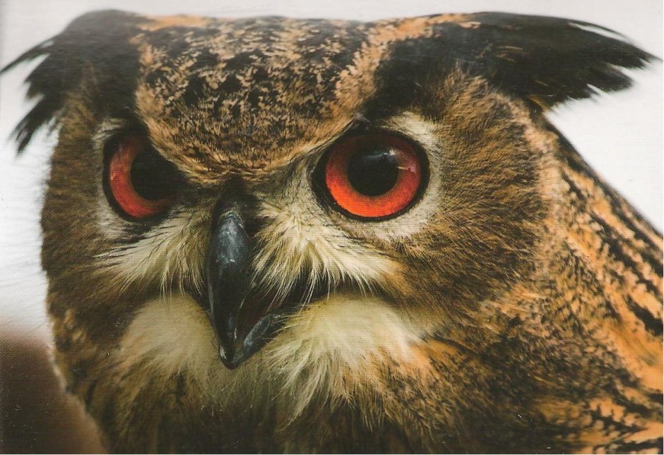 Сова сипуха