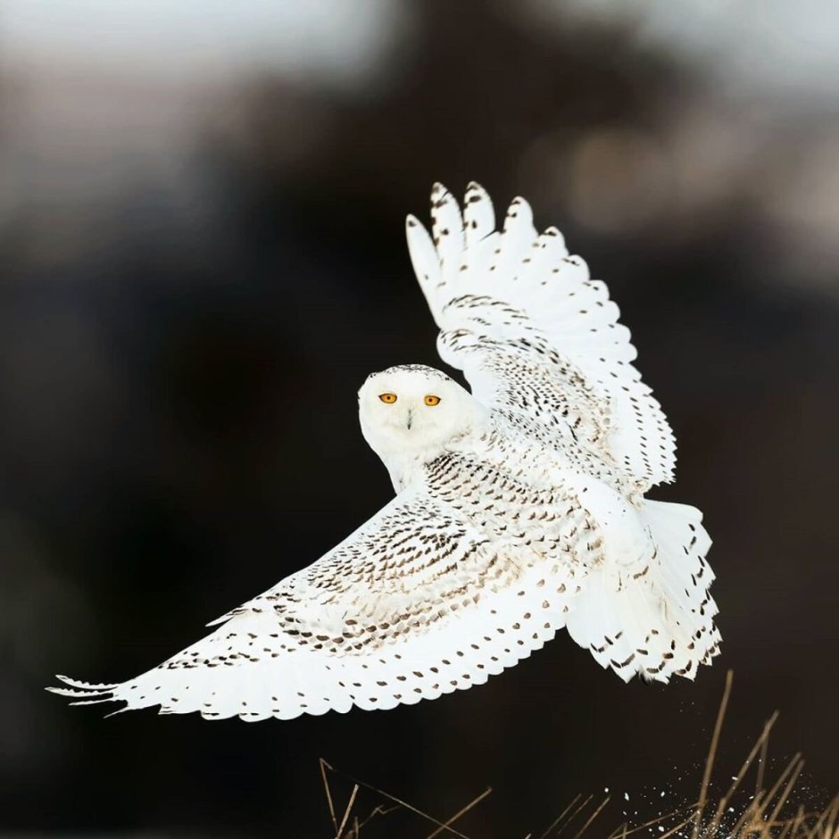 Сова Леруа Мерлен