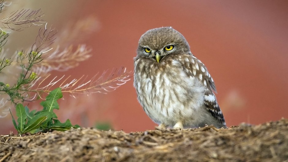 Степной Сыч