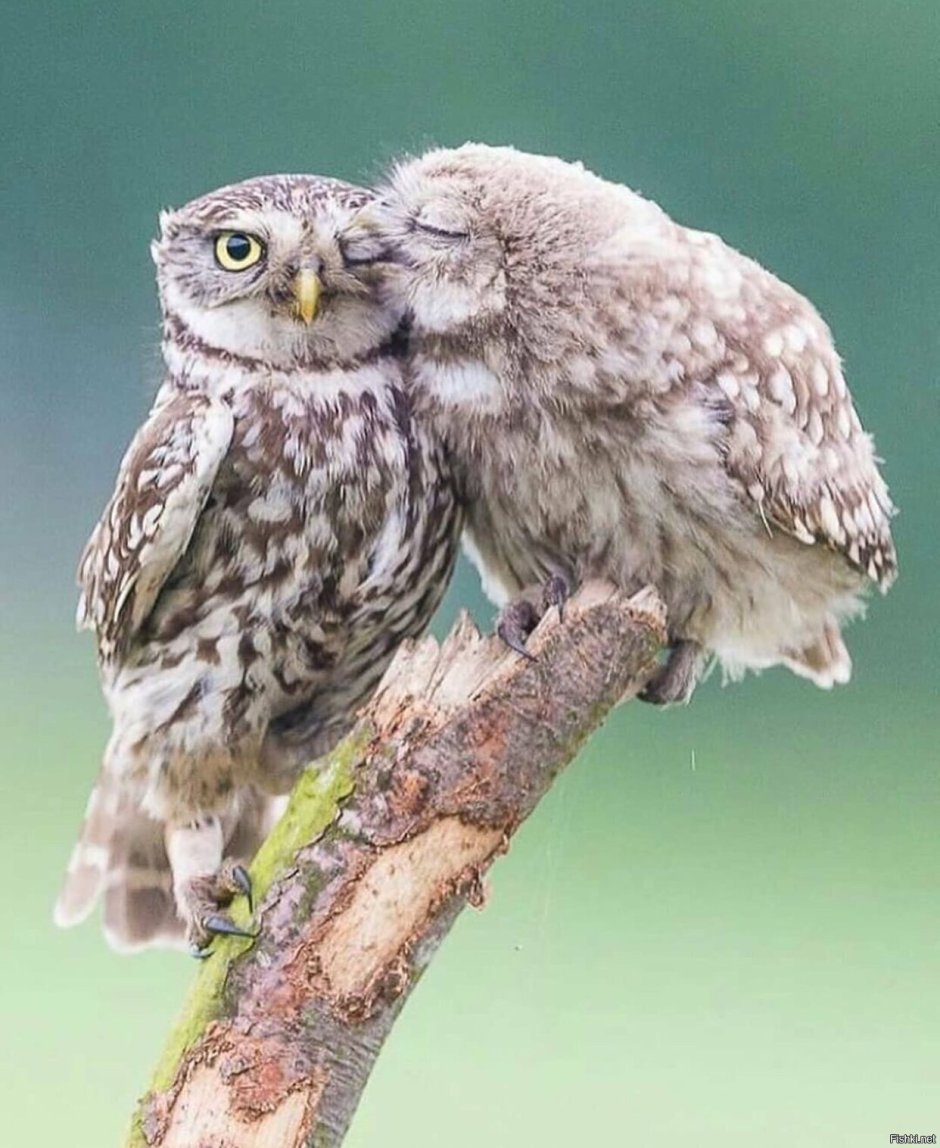 Филин обыкновенный (Bubo Bubo)