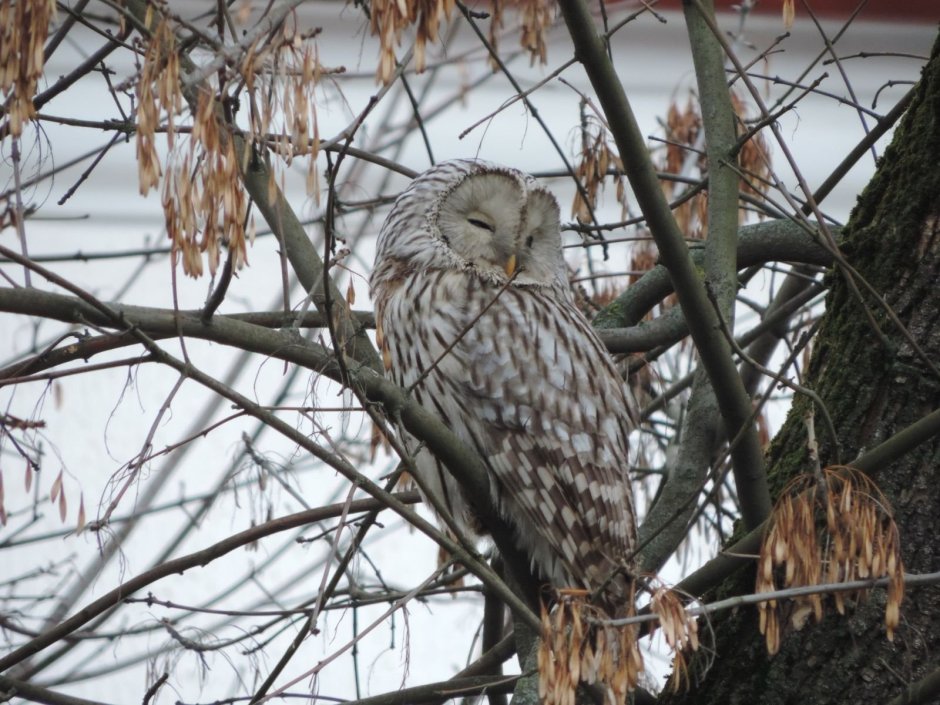 Сова декоративная