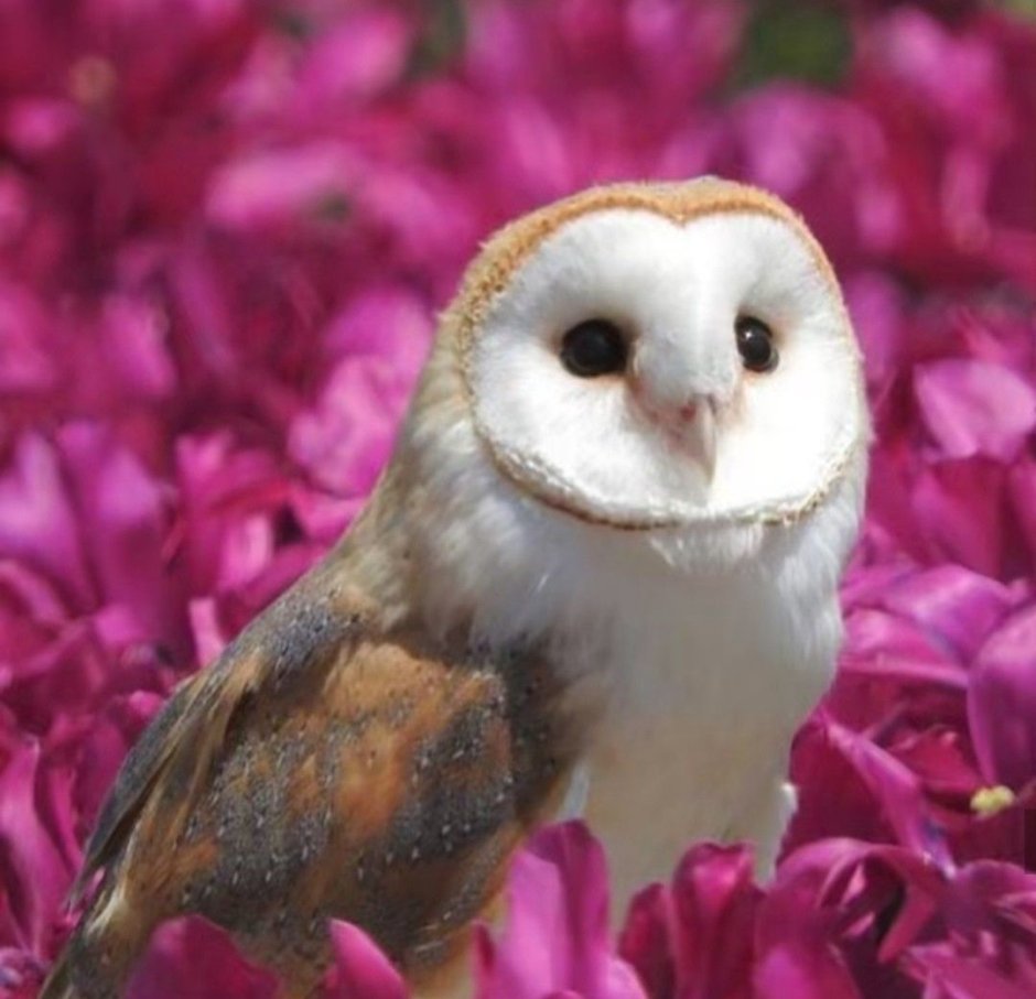 Пепельная сипуха