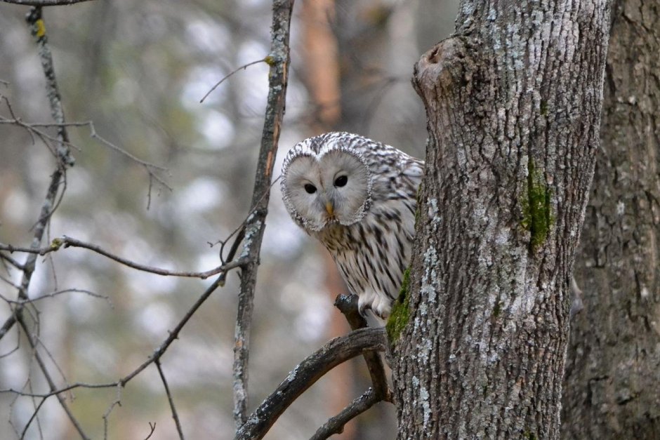 Филин Беловежская пуща