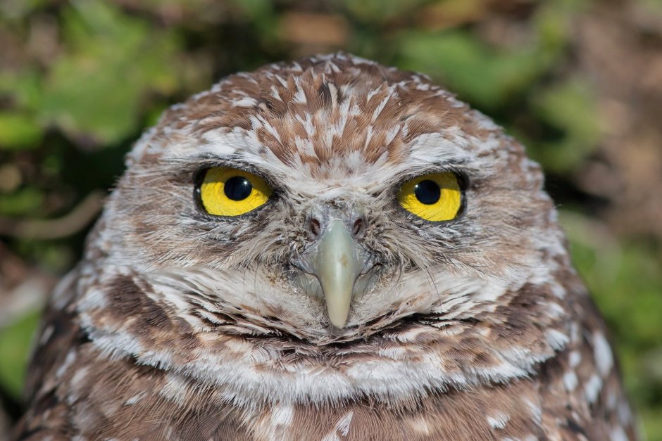 Сипуха в цветах