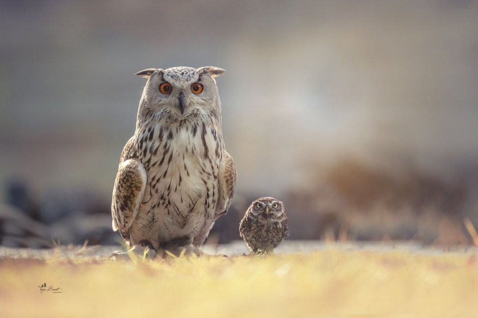 Белый сычик