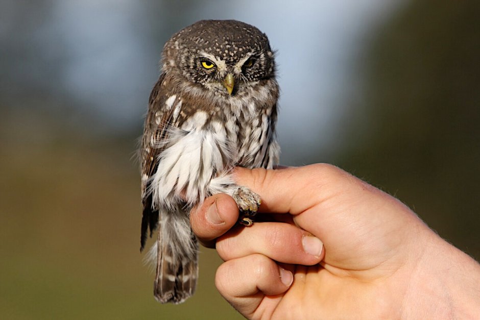 Взгляд Совы