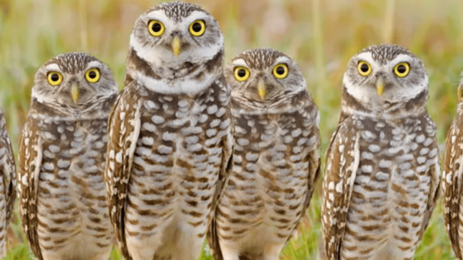 Недовольная Сова