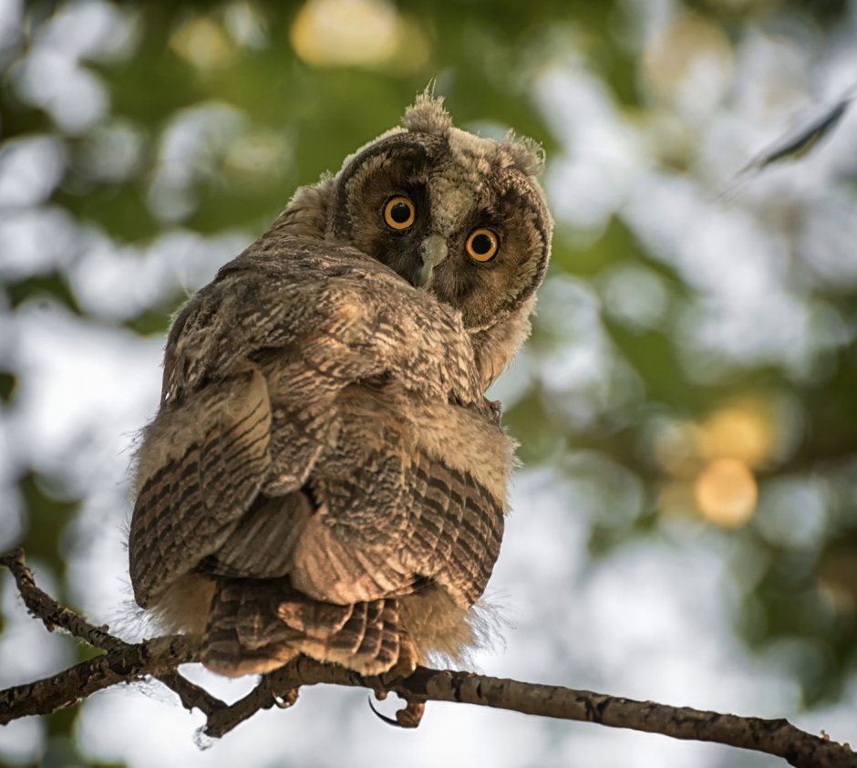 Мадагаскарская ушастая Сова