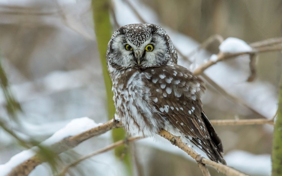 Филин с фотоаппаратом