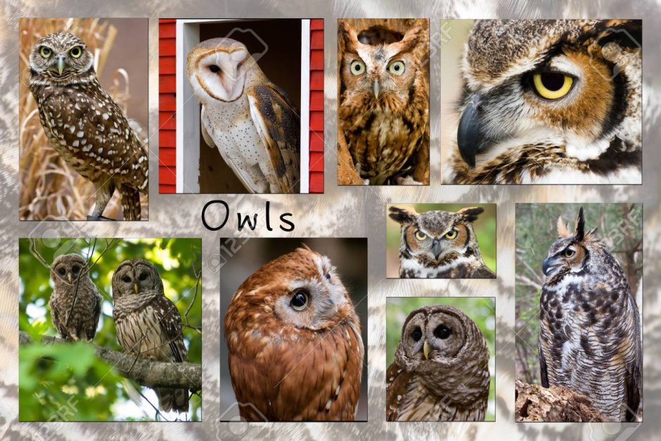 Сова эмблема