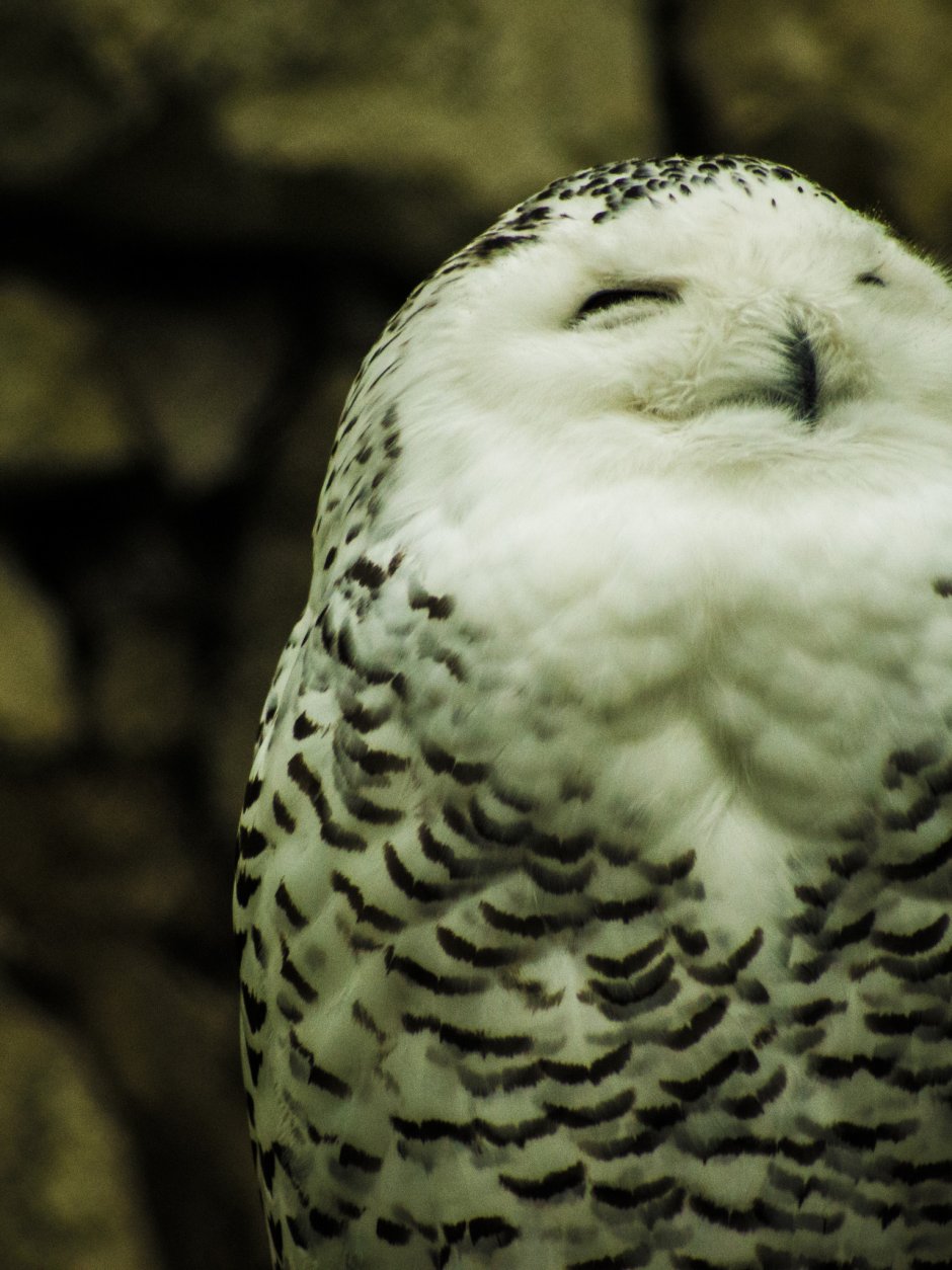 Домовый Сыч