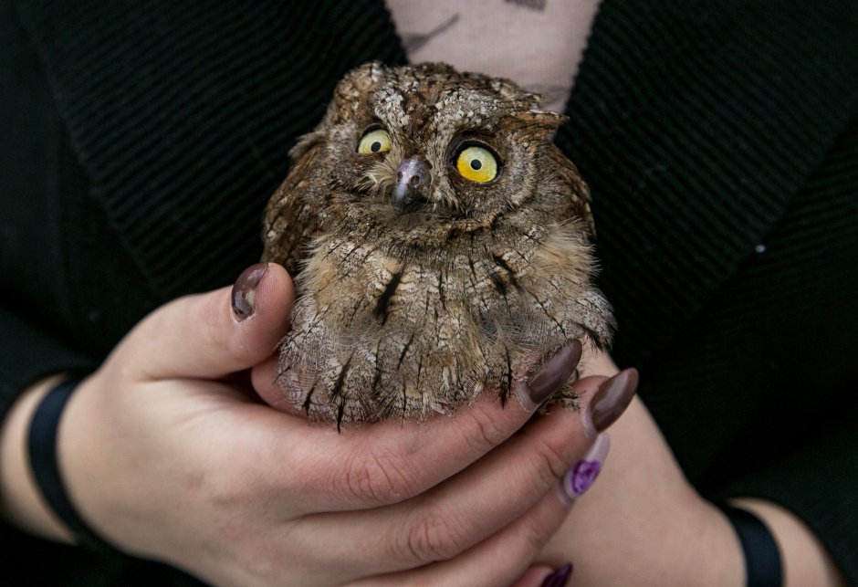 Маска Совы Сипухи