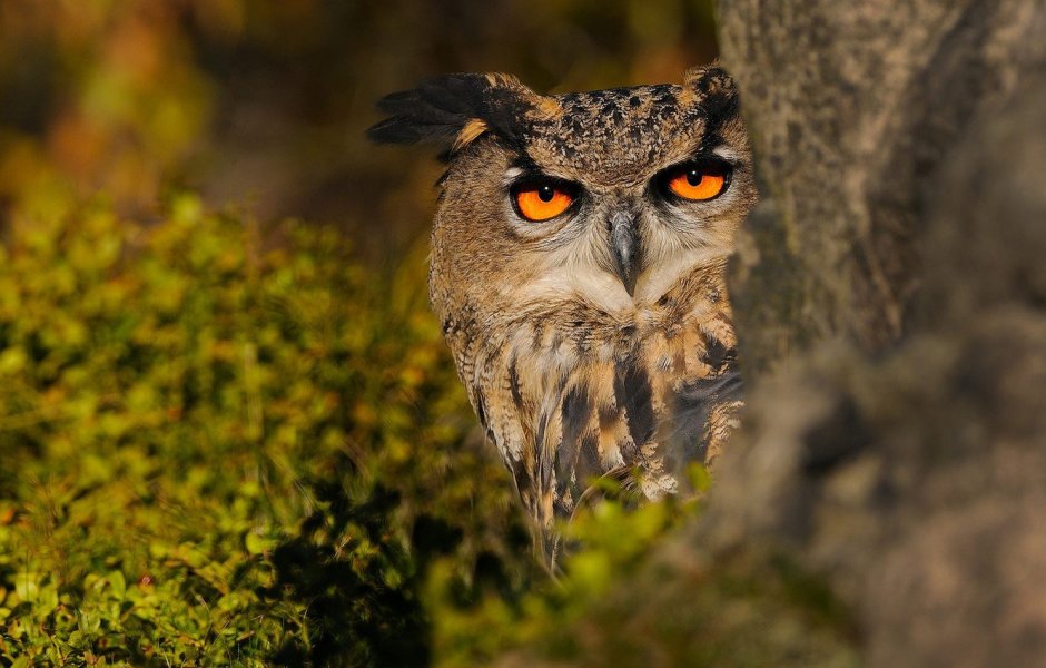 Полярная Сова гнездование