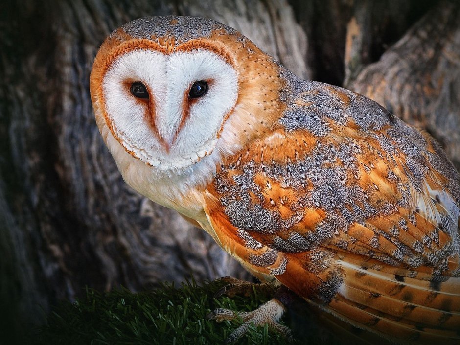 Жирная Сова