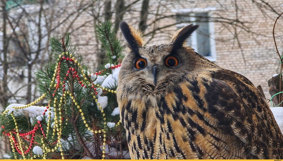 Неясыть в Измайлово