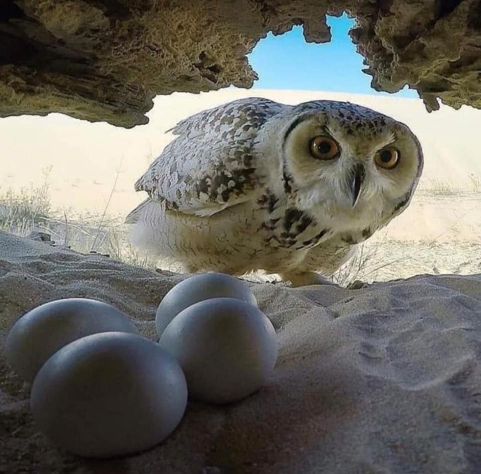 Влюбленные Совы