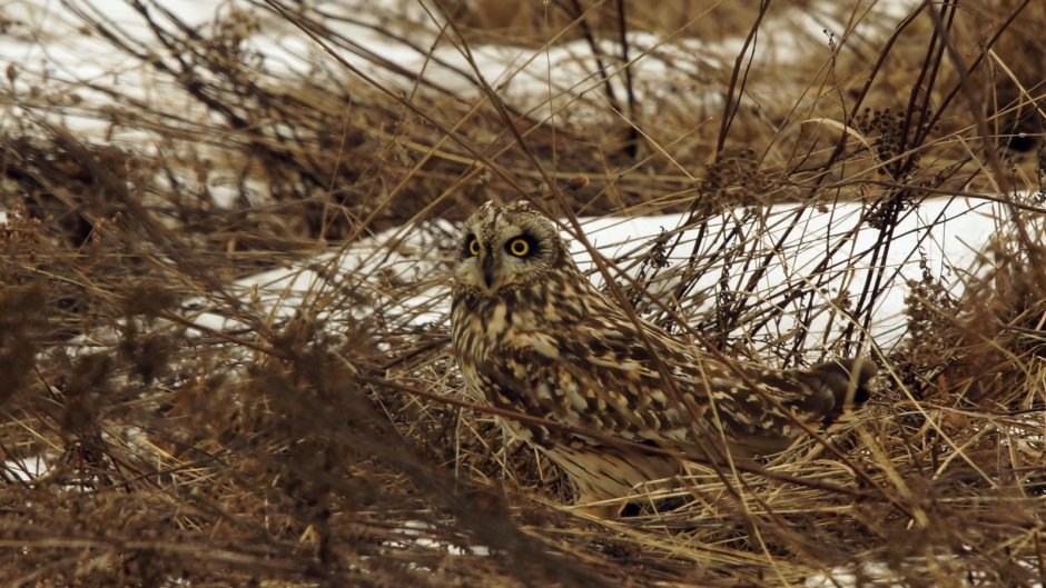 Сова сипуха анатомия