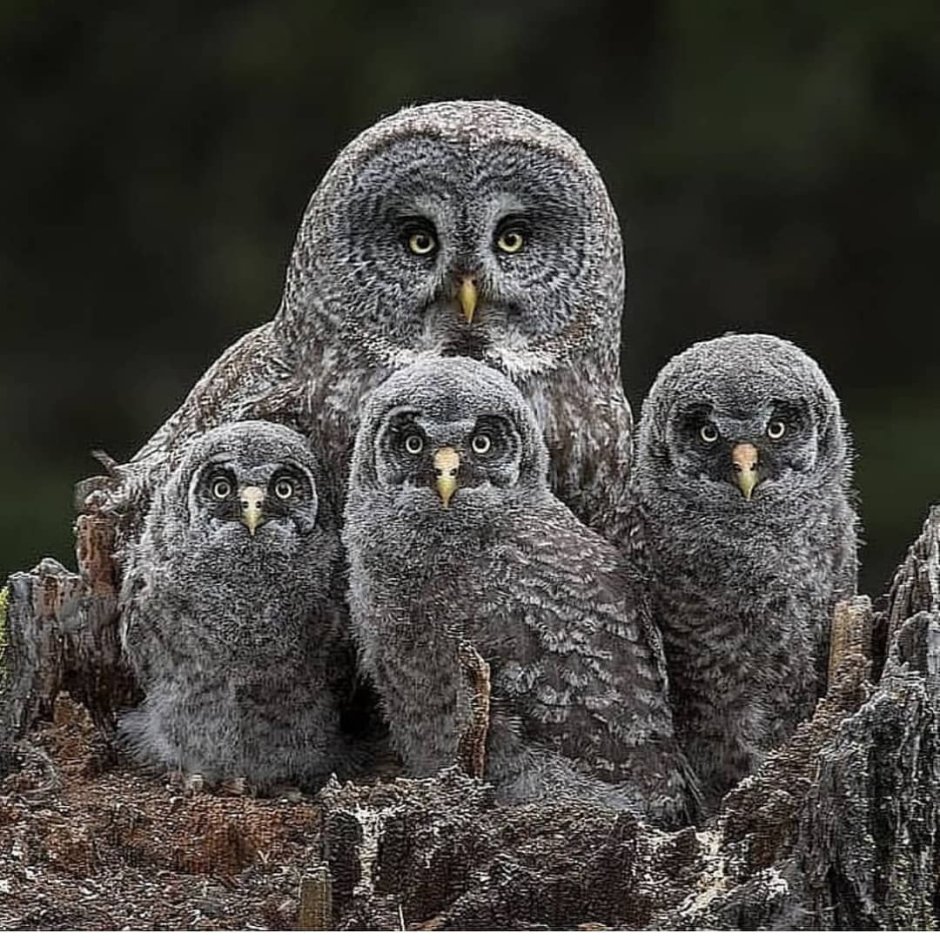 Серая неясыть - Strix aluco (Linnaeus, 1758)