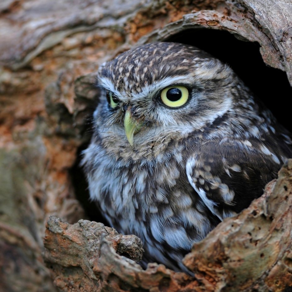 Сова помидор