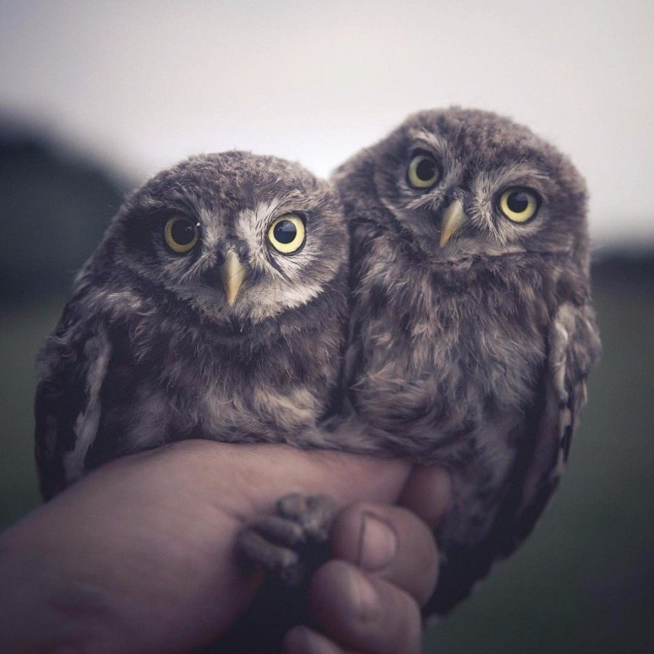 Сова Филин Сыч