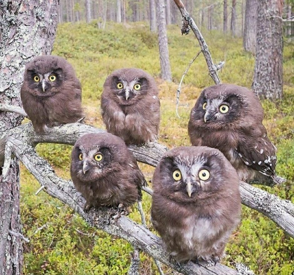 Сова без перьев