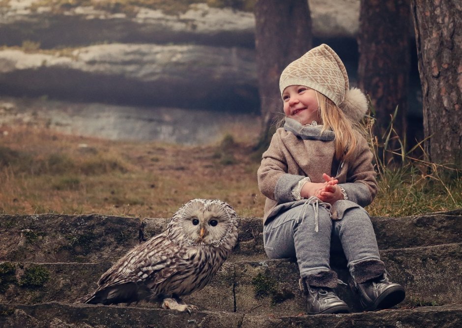 Сова сипуха голова