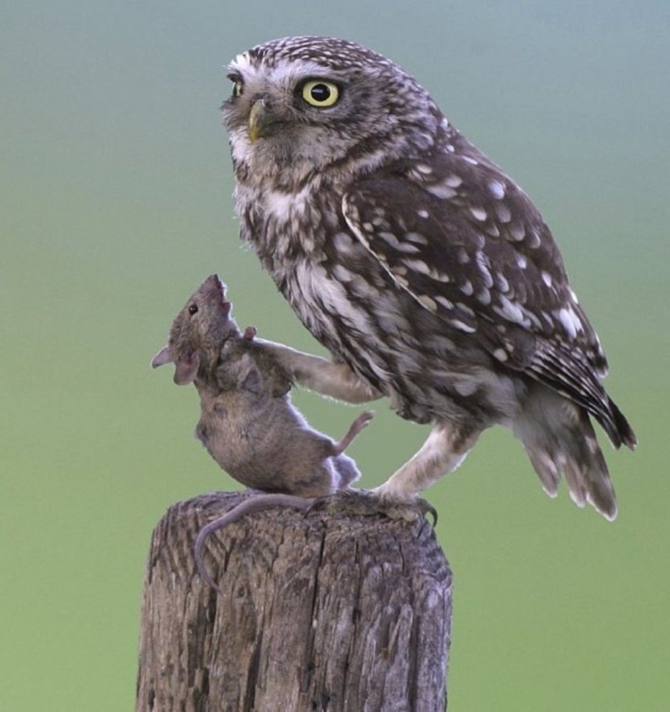 Совенок малыш