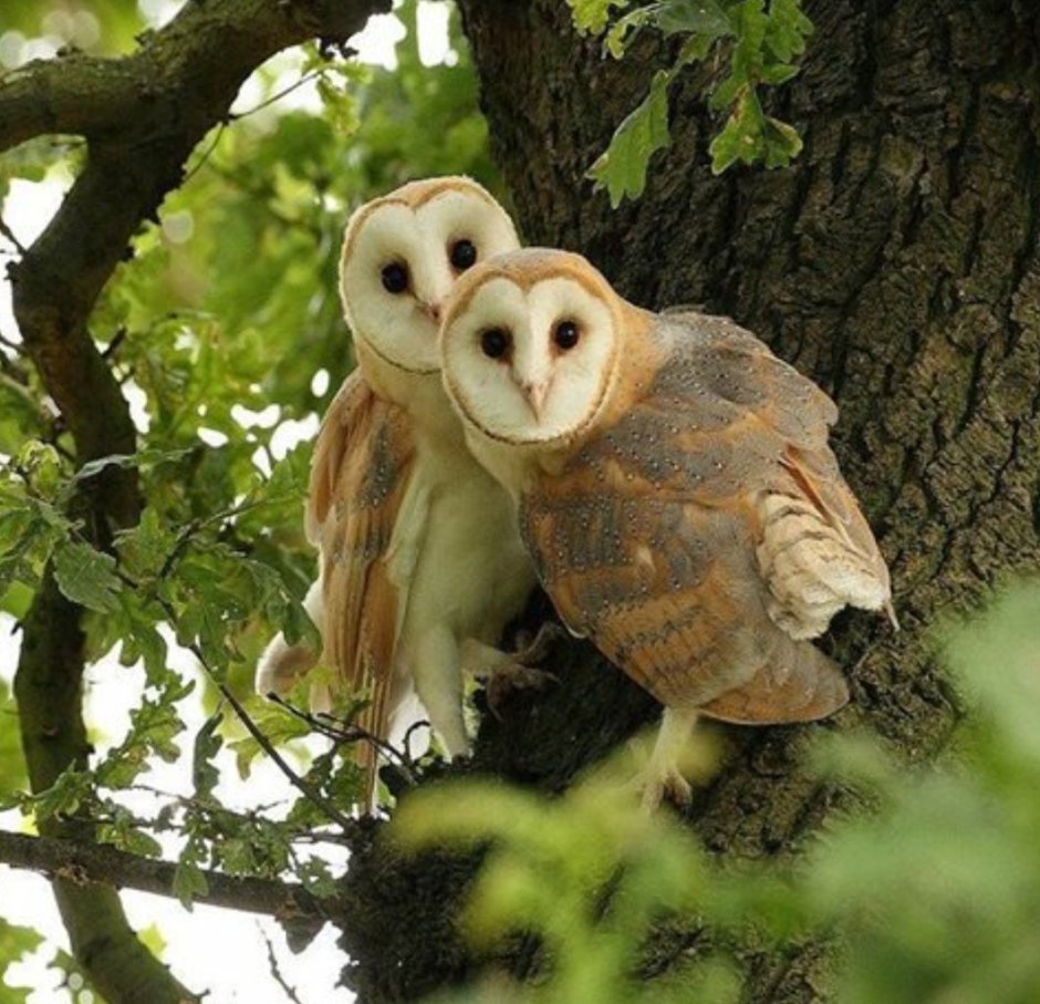 Сова Филин Yoll