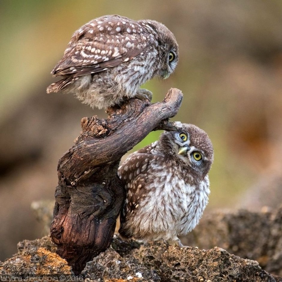 Удивленная Сова