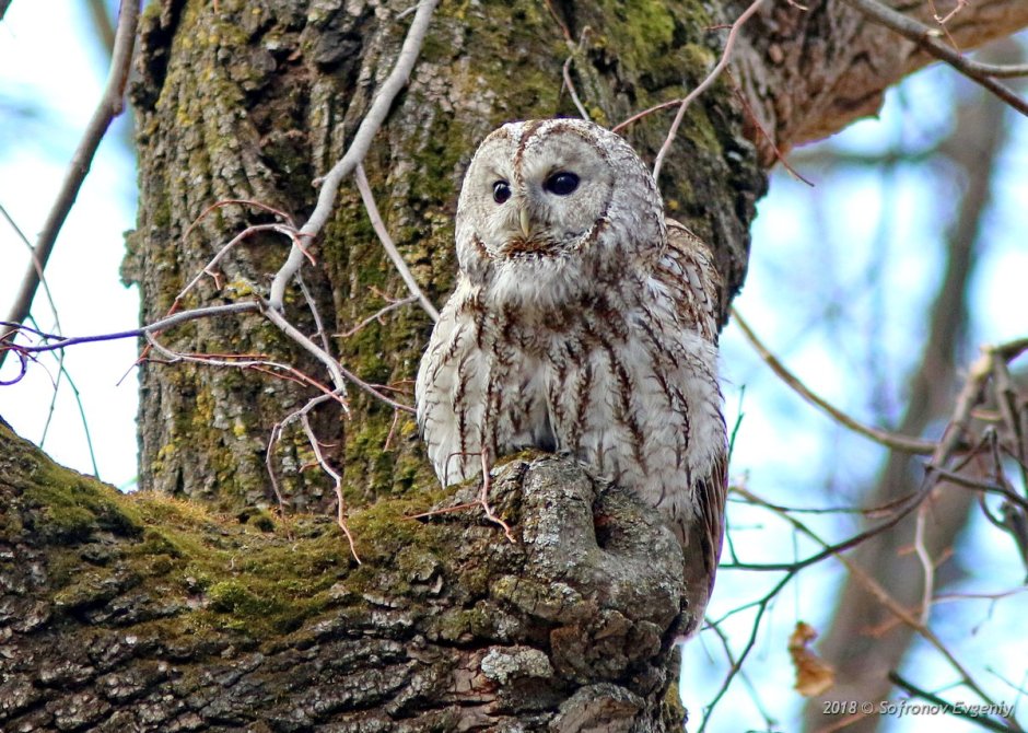Серая неясыть рыжая МОРФА