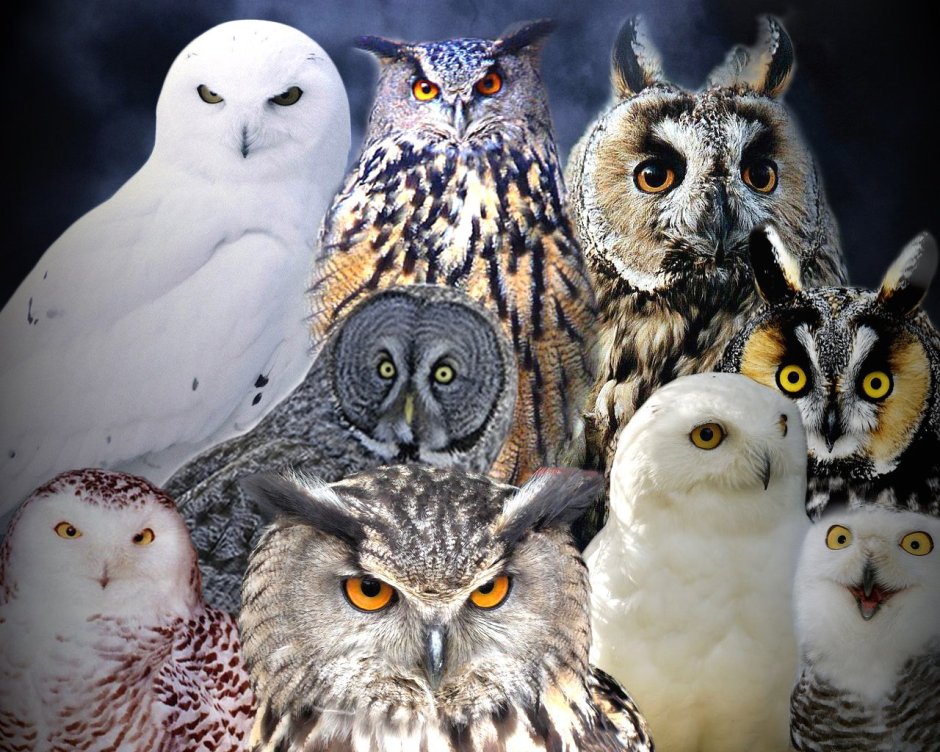 Полярная ушастая Сова