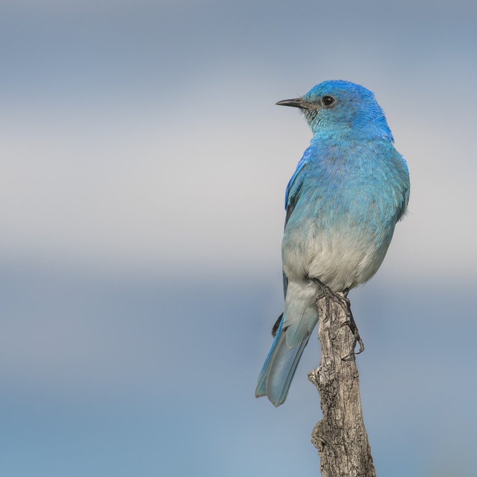 Beriozka Bluebird