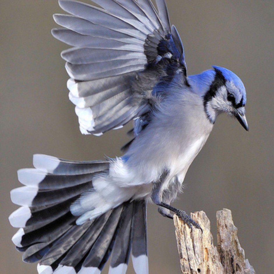 Blue-Gray Gnatcatcher