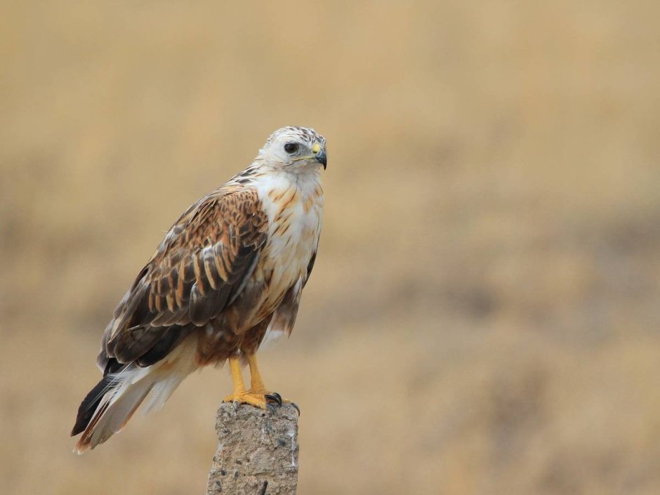 Курганник (Buteo rufinus)