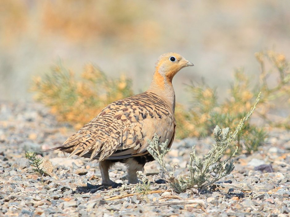 Саджа Syrrhaptes paradoxus