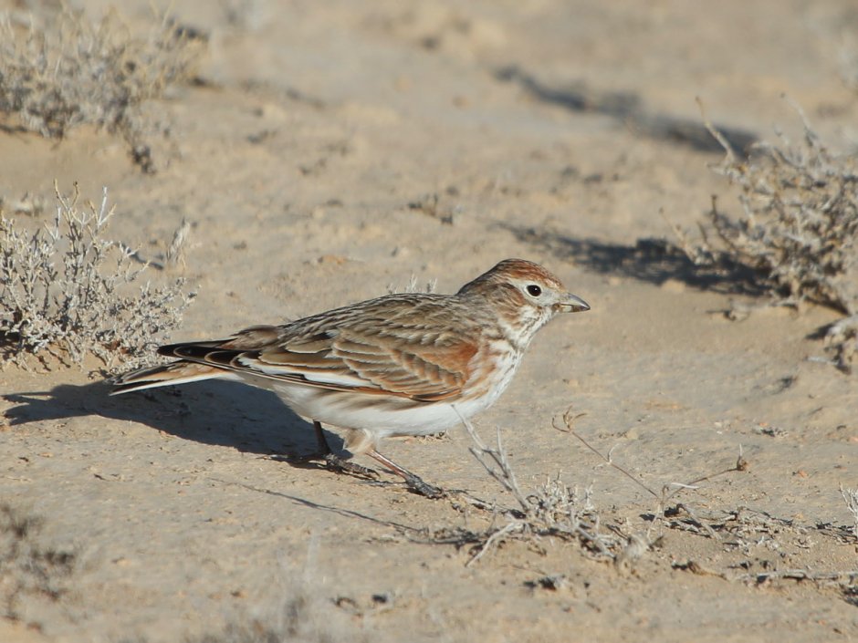 Alauda leucoptera