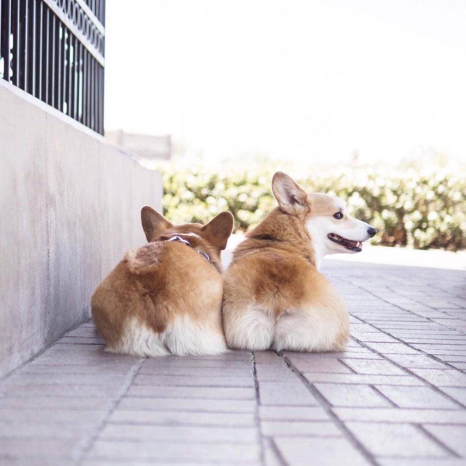 2 Корги